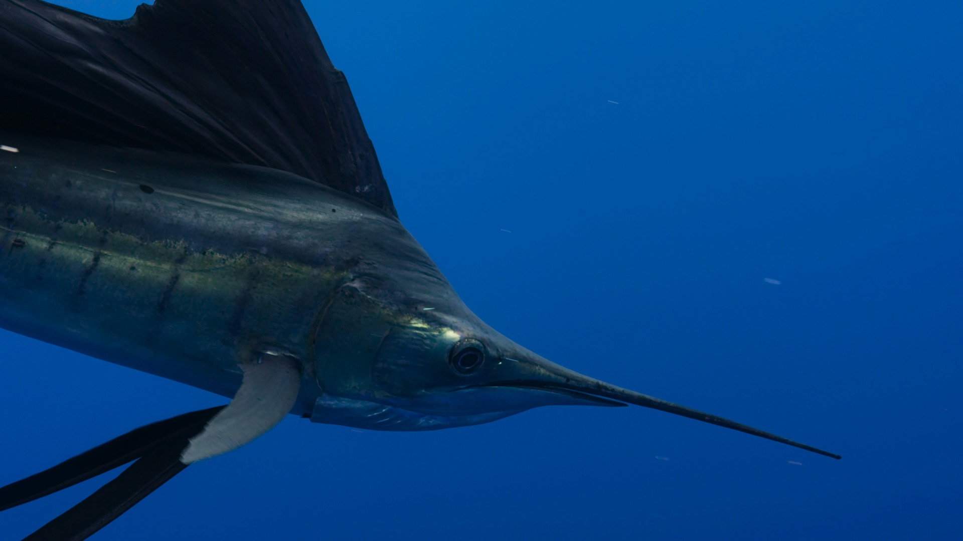 Black Marlin (Makaira indica):