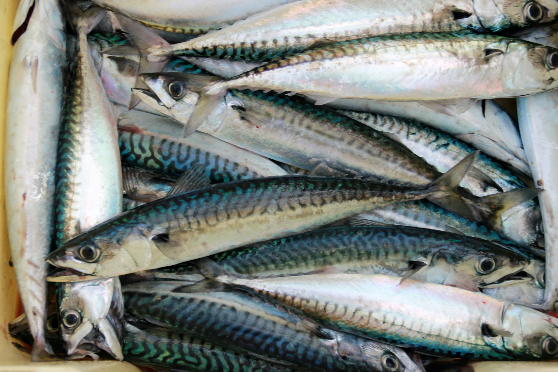 Mackerel: